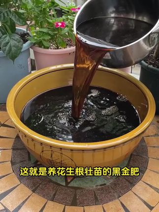 盆土硬的像石头,难怪总养不好花#花卉绿植 #养花小知识 #爱生活爱养花