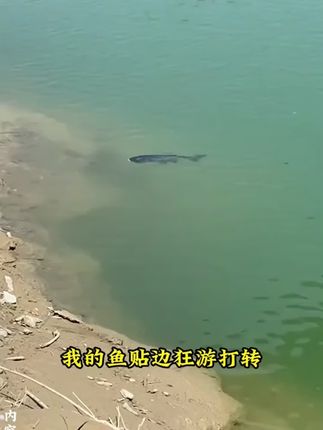 【喜农和】鱼蟲清中成制品指环虫车轮虫斜管虫纤毛虫等