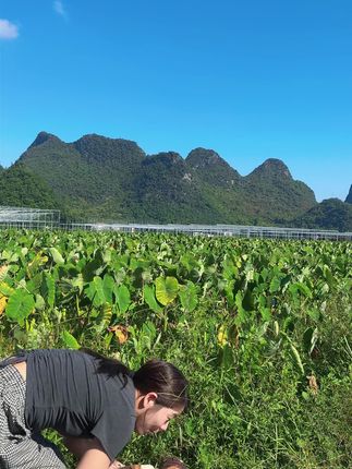 新鲜正宗荔浦芋头,没吃过的赶紧带一份回家试试看