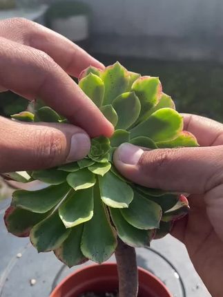 优芽素使用方法#养花小知识 #种植小技巧 #家庭养花 #家庭园艺 #多肉养护