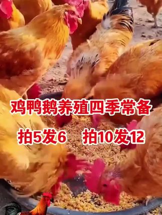 #养鸡 #养鸡人 #养鸡小妙招 #养鸡技术 #养鸡技术