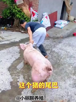#养猪人#新手养猪#养猪必备#养猪