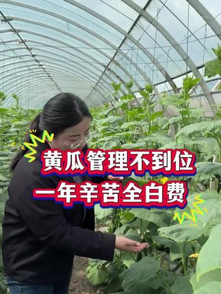 种黄瓜也能“躺赢”?秘诀就是它快收藏!