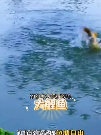 老G黑坑鲤鱼饵料广谱配方小黄丫小黄面爆护鱼料