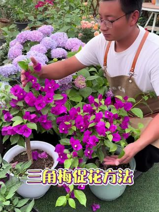 #三角梅 #花肥 #三角梅专用肥 #养花小知识 #花卉绿植