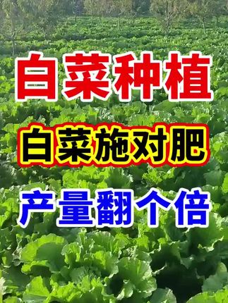 大白菜种植全攻略:时间选择与种植方法详解.