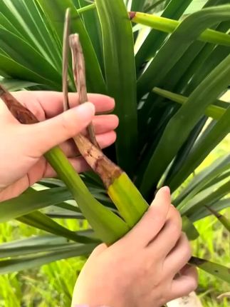 龙血树专用营养液防干枯土壤盆栽植物室内绿植养花花肥通用型肥料