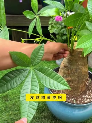 #发财树 黄叶掉叶不爱生长,你就给它浇这种水#花卉绿植 #爱生活爱养花