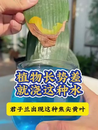 它就是植物复活神器,促进黄叶变绿叶叶子绿油油,绿植花卉都可以试一试!