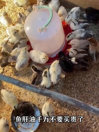 #养鸡技术 #科学养鸡 #鸡鸭鹅养殖 #家禽养殖