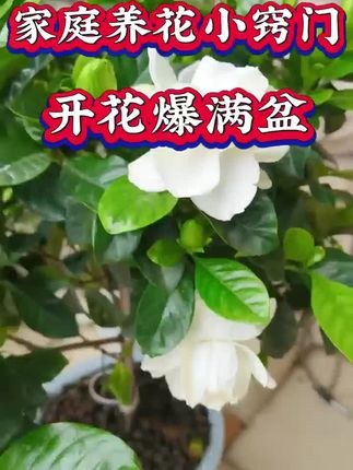 花卉绿植怎么养护才能开花不黄叶?