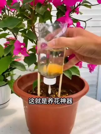 花卉绿植补氮磷钾要趁早!花苞蹭蹭冒,叶子绿油油!