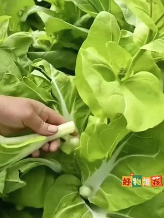 四季可种速生白菜台,适应性强,好种植,口感鲜嫩,清甜爽口!#白菜苔#蔬菜种子 #在家种菜 #阳台小院均可种植