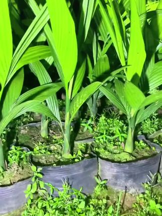 蔬菜生根果树生根一定要看看生根颗粒,生根养根提苗壮棵,包地种植大户都在用!#强力生根颗粒{地点}