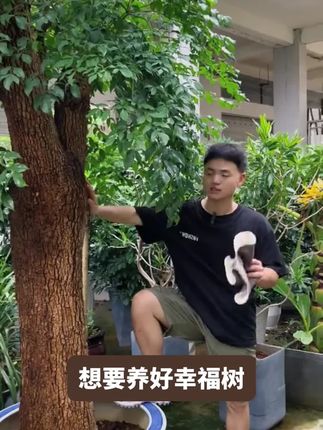 幸福树只要得到满足才不会黄叶掉叶,给它用这个再生剂,很快枝叶油绿冒新芽还爱开花!