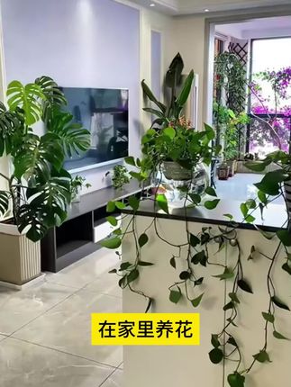 枯草芽孢杆菌改善土壤菌落结构,改良土质,浇水加上他,瓜果蔬菜花卉绿植长势好#生根壮苗 #微生物菌肥 #蔬菜种植