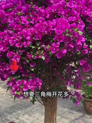 如何让你家的三角梅像疯了一样爱开花?记住这条口诀,你就是养三角梅高手#养花#花卉 #养花小知识