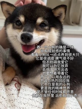 #网易严选,吃货狗狗真的很爱,你确定不来看看?