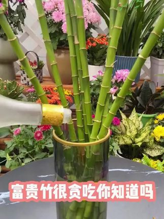 绿植黄叶掉叶,养花还不开花?那就给它喂点这个水,很快就会冒出花苞,枝繁叶茂