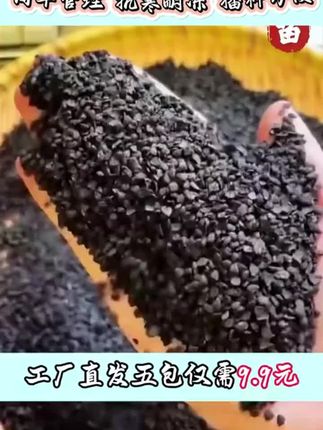 红根蒜苗种子红根香蒜硬叶蒜苗一年四季三茬连续均可种植蒜苗