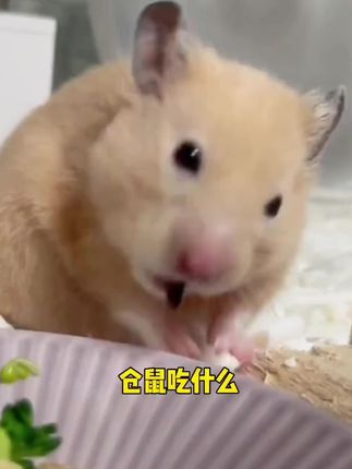 满满的都是肉,价格去河南便宜,鼠鼠想要长胖 真的可以试试这个仓鼠粮