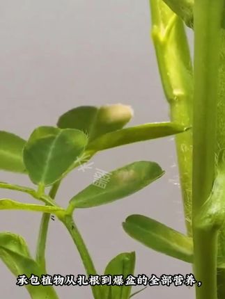古法营养土养花专用泥炭土疏松透气植物通用型月季三角梅多肉蔬菜通用营养土