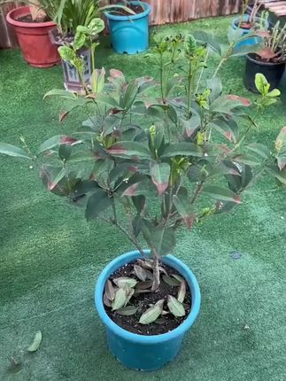 养月季真的很简单 半个月撒一次 枯草芽孢杆菌 月季无黑斑,白粉等病害 叶片干干净净。#养花