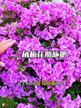 三角梅梅花专用肥料通用盆栽有机花肥促生长改善土壤颗粒缓释底肥#三角梅专用肥 #梅花肥料 #通用有机肥