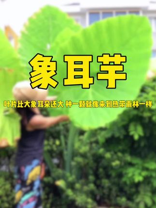这可不是滴水观音,他就是比大象耳朵还巨大无比的象耳芋