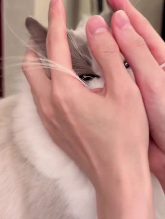 猫咪增肥发腮的秘密武器,泡芙鲜肉夹心猫粮! 是时候给猫咪来点新鲜的了 #猫粮推荐#新手养猫#养猫新手#源头工厂