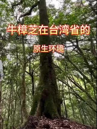 (周年庆特惠价)正宗台湾牛樟芝5瓶装/一共150粒,爱家人也爱自己!