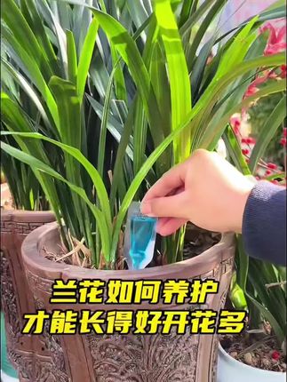 在茶花盆里挤两下,能防治烂根,促进生长 #茶花