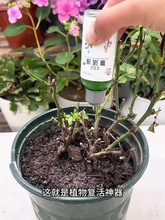 植物长势差,你就试试它,给它浇一浇,它能快速激活植物根系生长活力,促进生长,让你的植物重新焕发生机!