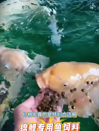 #三合一锦鲤鱼粮 #鱼粮 #鱼饲料 这款鱼粮真的是太实惠了,买一大包就可以够用好长时间了,价格合适,赶紧多薅一点