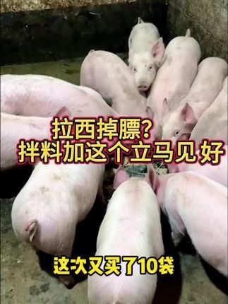 育肥猪这样喂,月长百斤很轻松