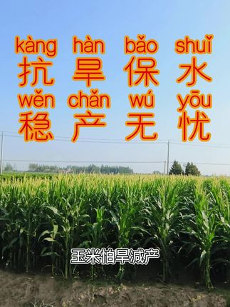 生根壮苗叶子又黑又绿