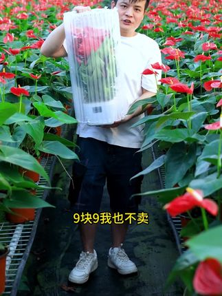想让家里更温馨?红掌四季花开,是绝佳的装饰好帮手