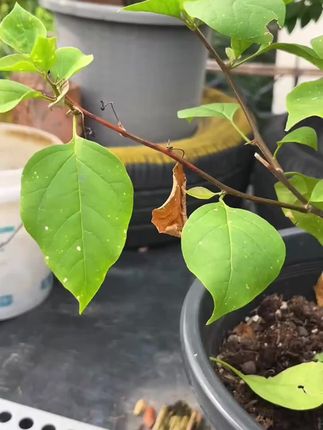 桂花黄叶不开花,学会这招花開爆满盆!枝繁叶茂