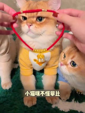 好看又喜庆的小金锁项圈,我家猫猫戴上真的太好看了!#新手养猫 #萌宠好物