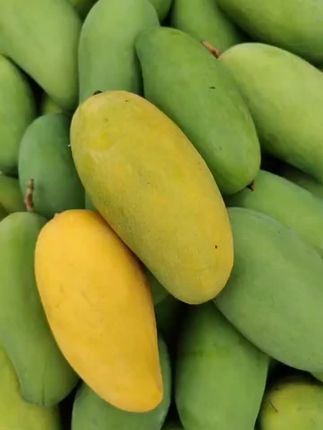 不是所有芒果,都叫攀枝花精品金煌芒!来试试我们果农自己种植的绿色金煌芒,一口难忘!!!