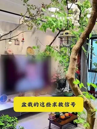 没时间施肥的你,只要在土里插一支再生液,平时浇水就能释放养分,让养花变得简单#养花小知识