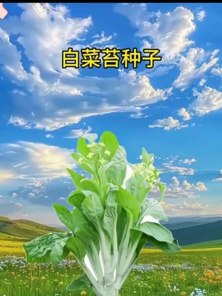 白菜苔种子,这价到手5包,趁划算,赶紧给自家阳台小院种上#蔬菜种子#超便宜超划算#白菜苔#在家种菜#阳台小院均可种植