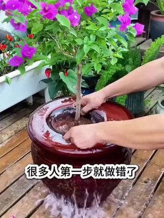 养花不开花,可以直接用它很快花开爆满盆!