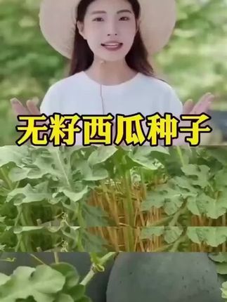 黑色的西瓜不多见,不过见过的人都说好吃,喜欢的不要错过,这个季节可以种植了!