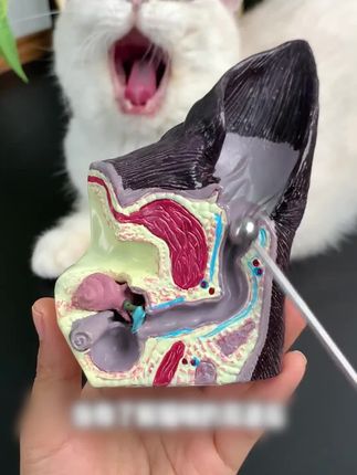 猫咪经常踢耳朵,甩耳朵,一定要及时清洁,不然严重的话耳道会发炎#萌宠好物 #宠物滴耳液