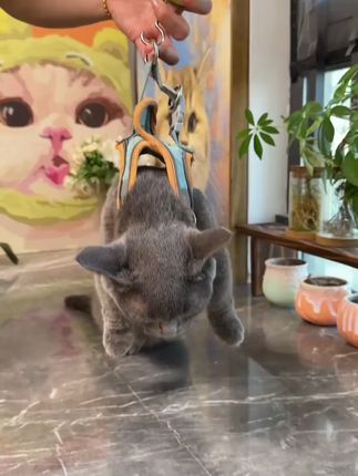 救......有谁家的猫狗会主动吃鱼油? #科学养宠攻略 #猫咪掉毛 #它欢 #宠物鱼油 #猫咪鱼油