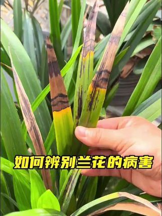 在茶花盆里挤两下,能防治烂根,促进生长 #茶花