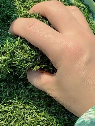 好喝不贵,来尝春天的第一口鲜#新茶采摘#明前头茶#信阳毛尖#纯芽##高品质#高香气#嫩芽#茶叶#新茶#绿茶