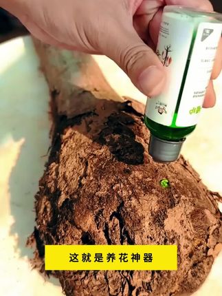 植物养成光杆了,可以浇这种水,激活根系生长活力,促进新叶生长!#花卉绿植