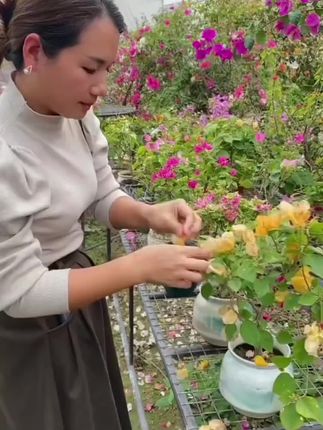 家里的三角梅黄叶、掉叶、烂根、不开花的可能是缺少氮磷钾,快试试这个三角梅专用再生剂